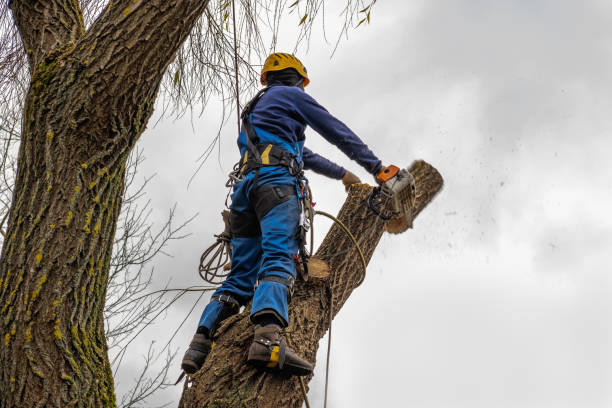 Best Arborist Consultation Services  in Eunice, NM