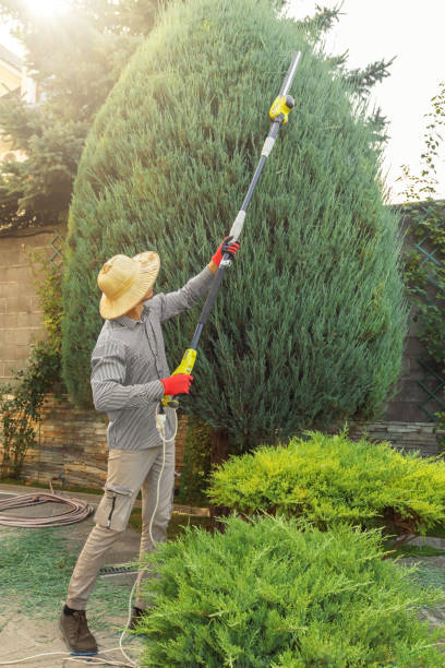 Best Tree and Shrub Care  in Eunice, NM